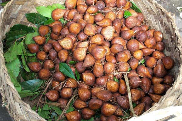 Click here to return to the salak page.